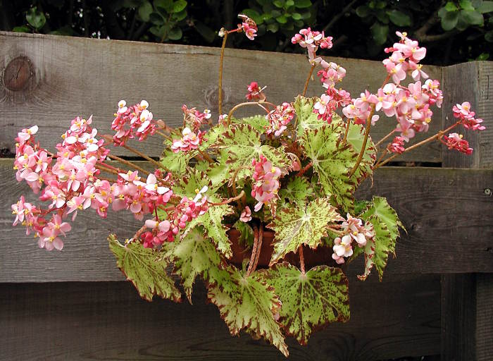B. ‘Leopon’